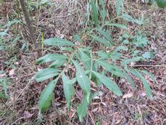 Polyscias sambucifolia