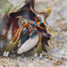 Left-handed Hermit Crab - Photo (c) Raphael Forns, some rights reserved (CC BY-NC), uploaded by Raphael Forns
