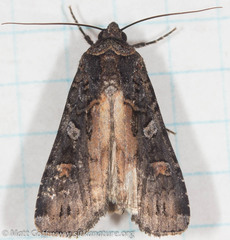 Actebia fennica