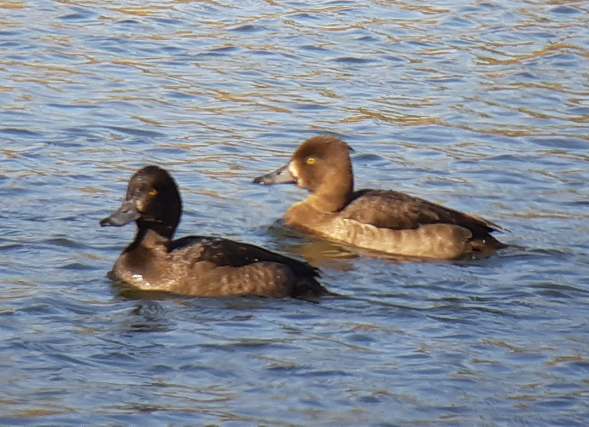 Tufted Duck