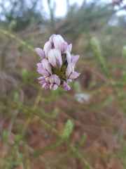 Aspalathus cephalotes violacea