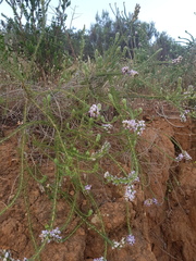 Aspalathus cephalotes violacea