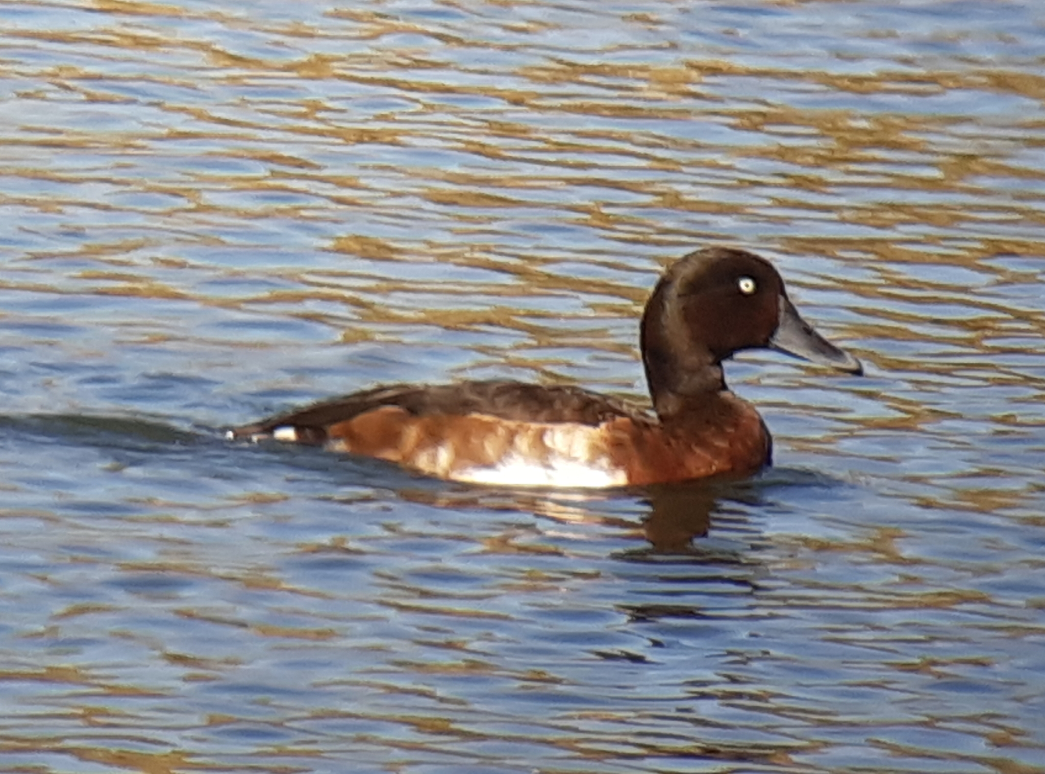 Baer's Pochard