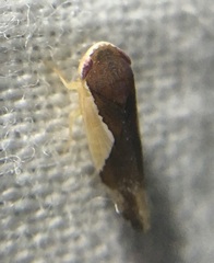 Norvellina pulchella