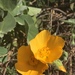 Palmer's Indian Mallow - Photo (c) Eric Hough, some rights reserved (CC BY-NC), uploaded by Eric Hough