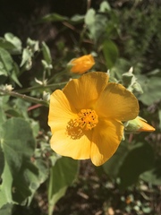 Abutilon palmeri