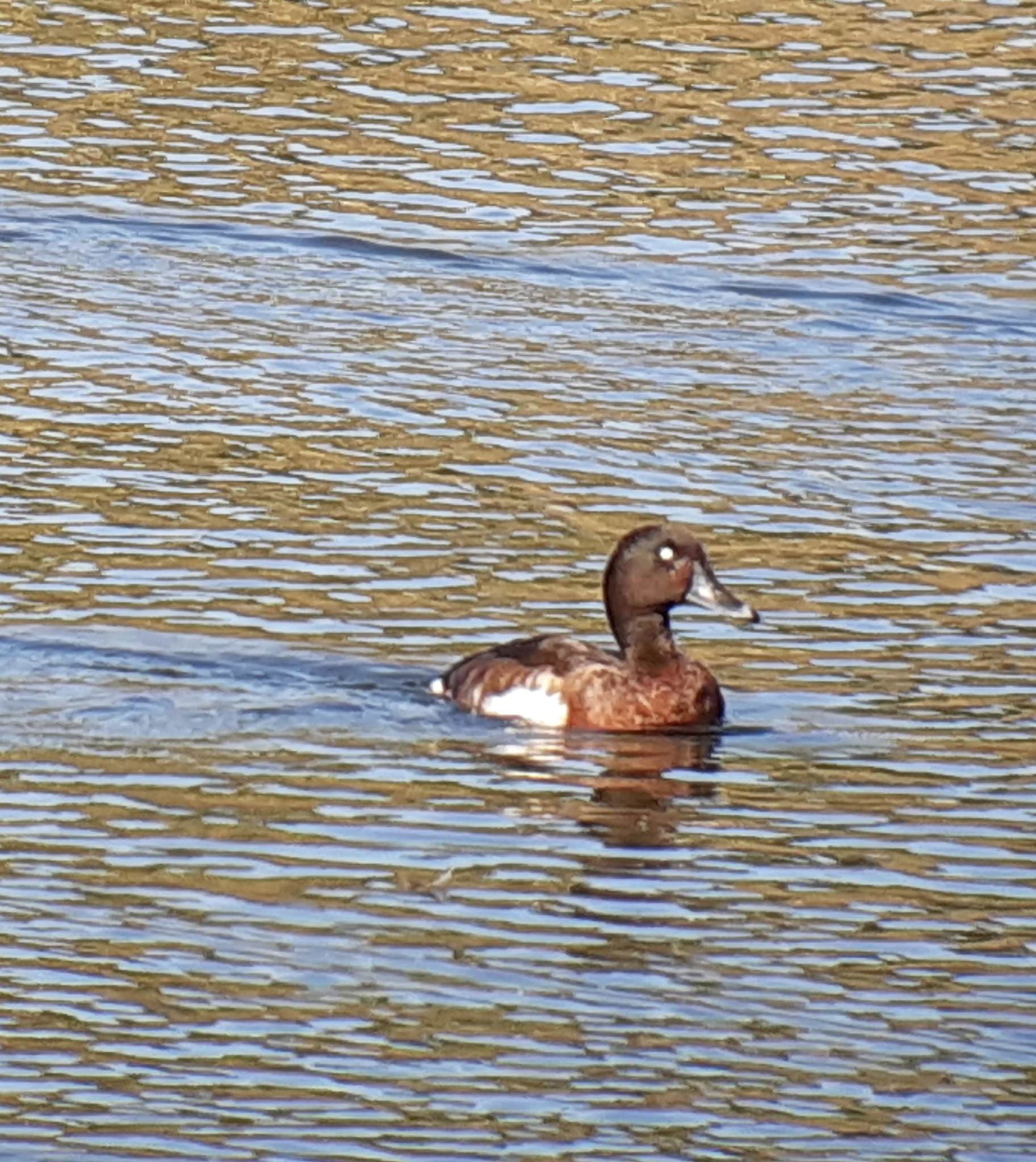 Baer's Pochard