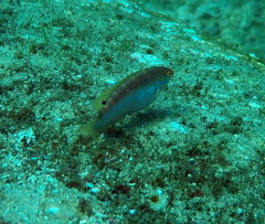 Suezichthys arquatus