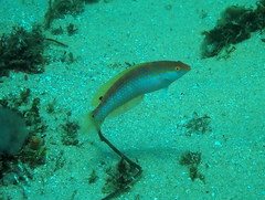 Suezichthys arquatus