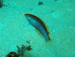 Suezichthys arquatus