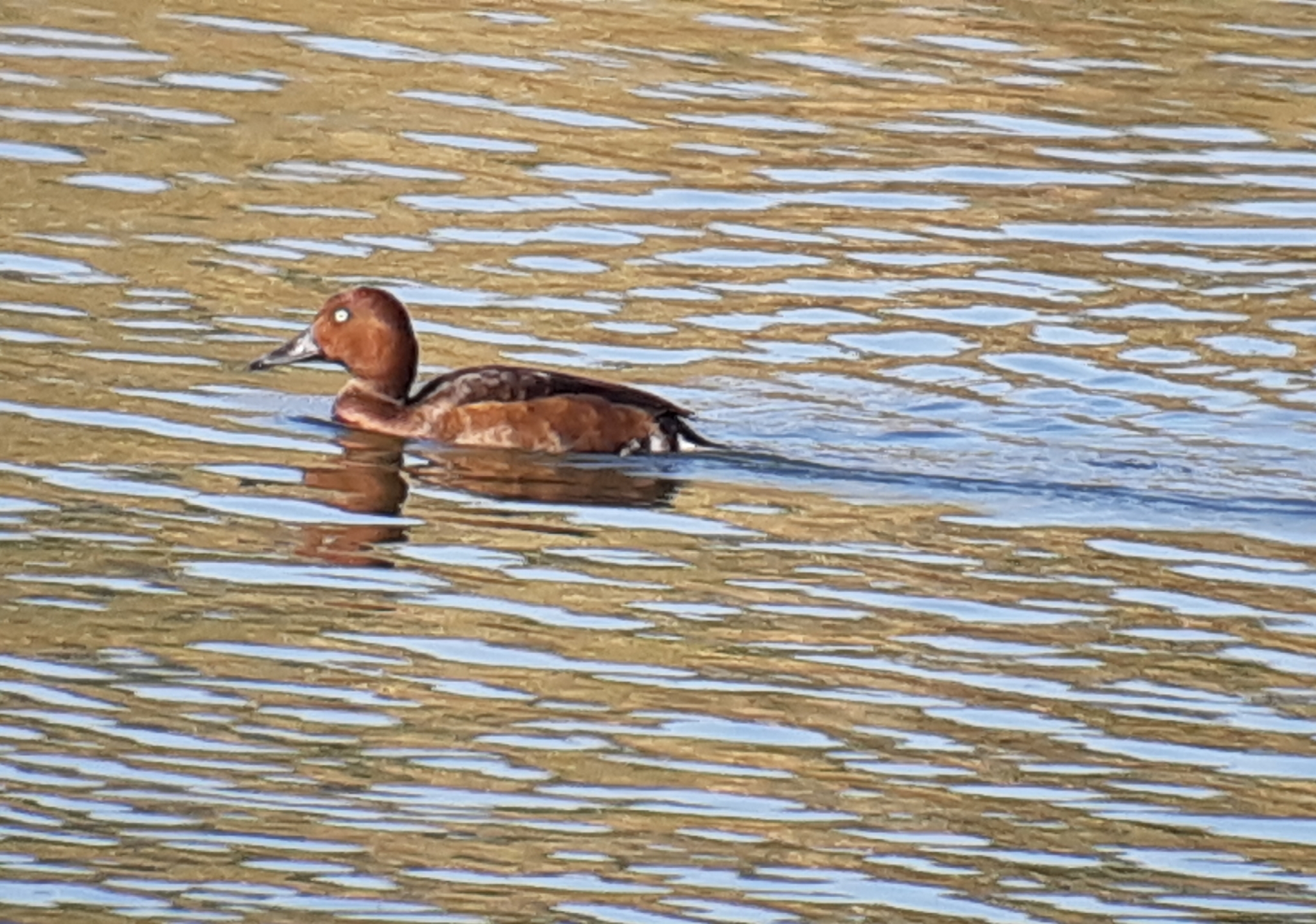 Ferruginous Duck