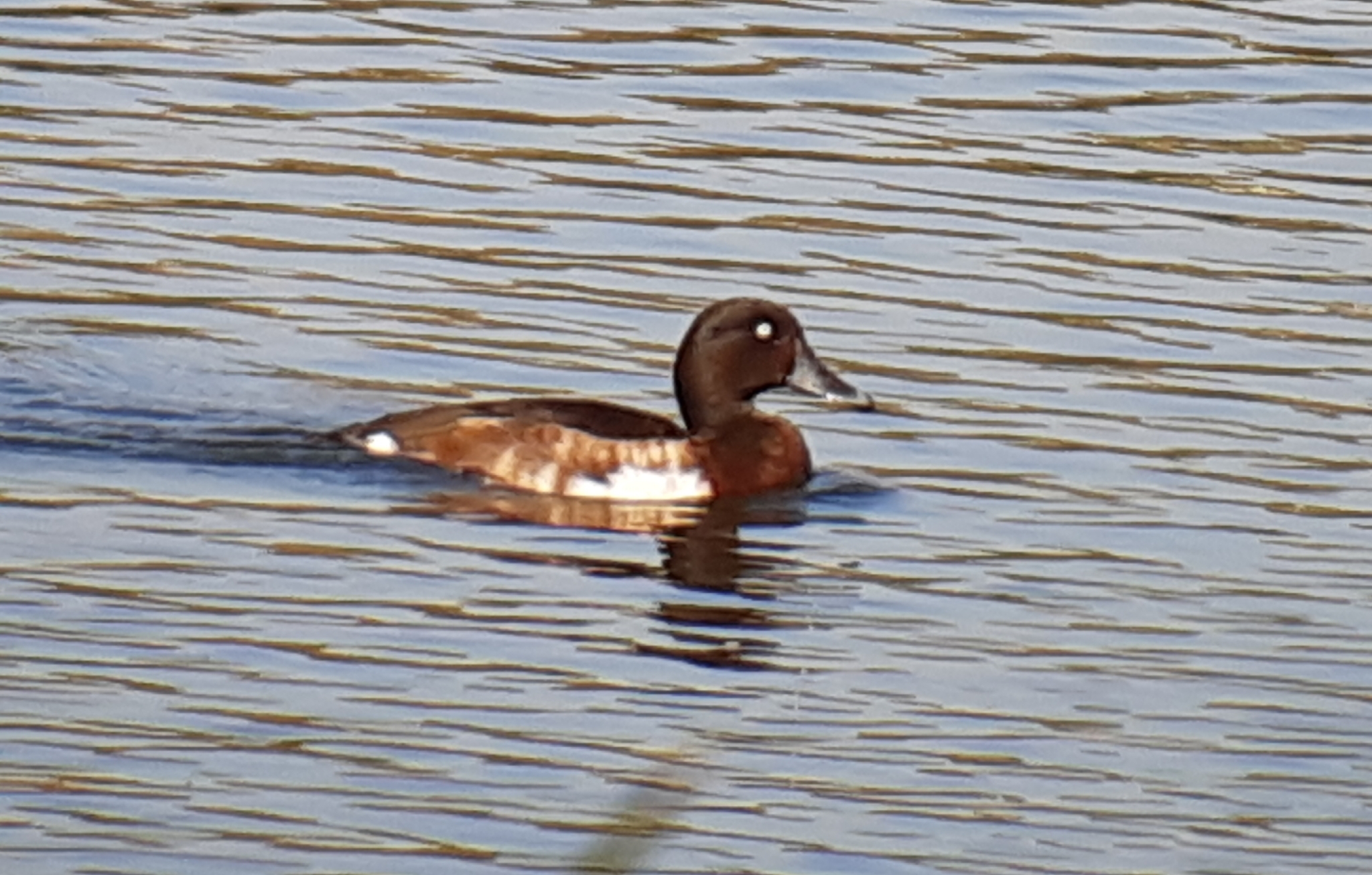 Baer's Pochard