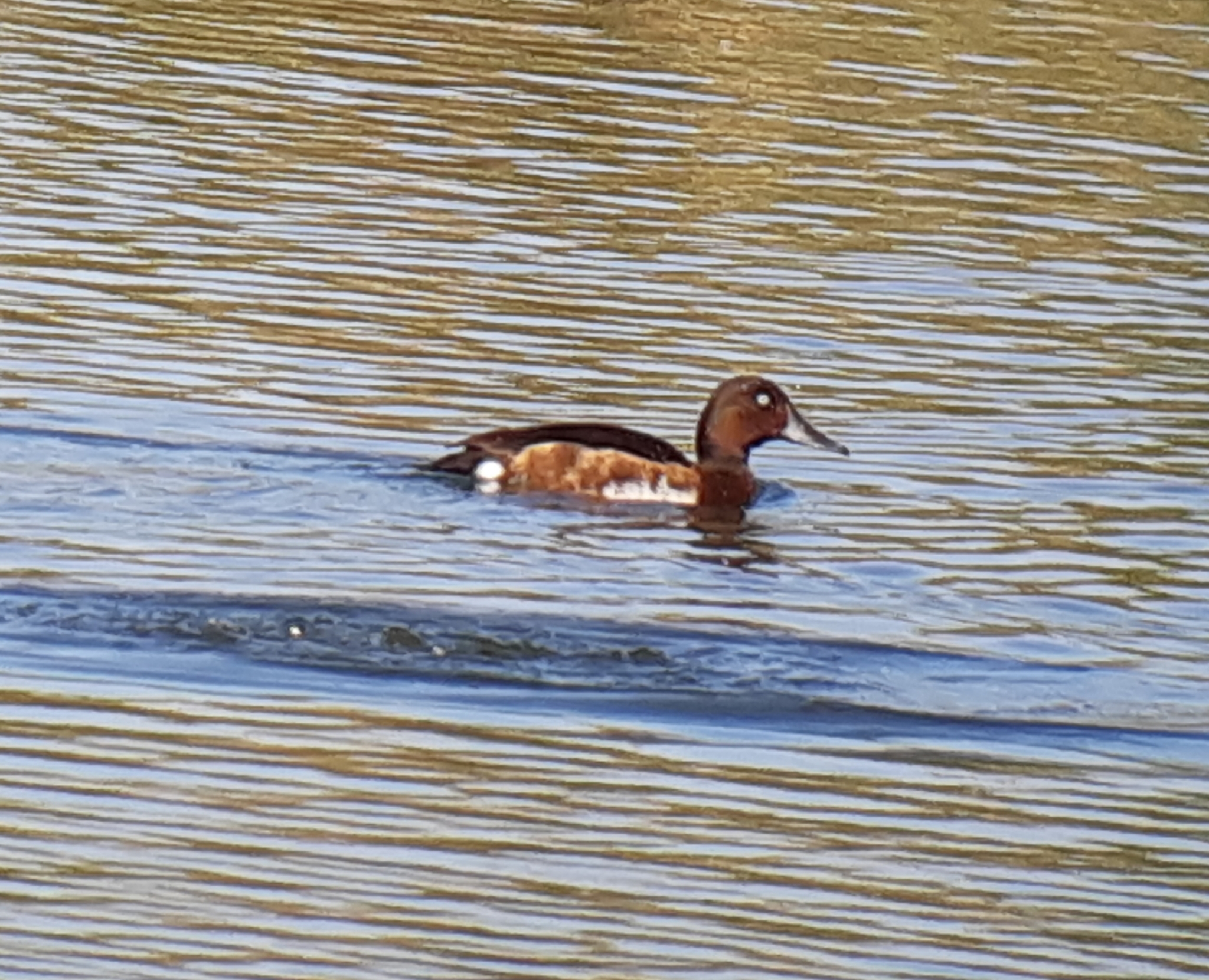 Baer's Pochard