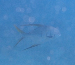 Trachinotus rhodopus