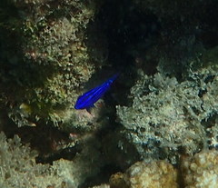 Stegastes rectifraenum