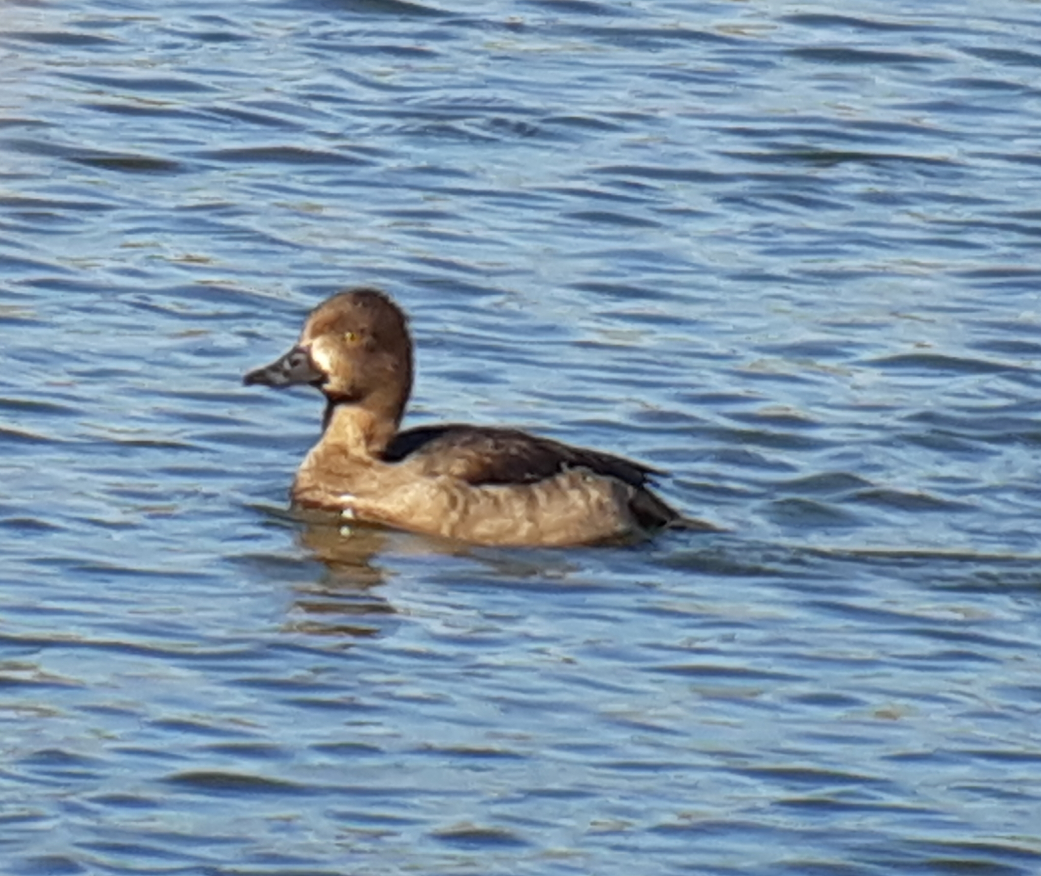 Tufted Duck