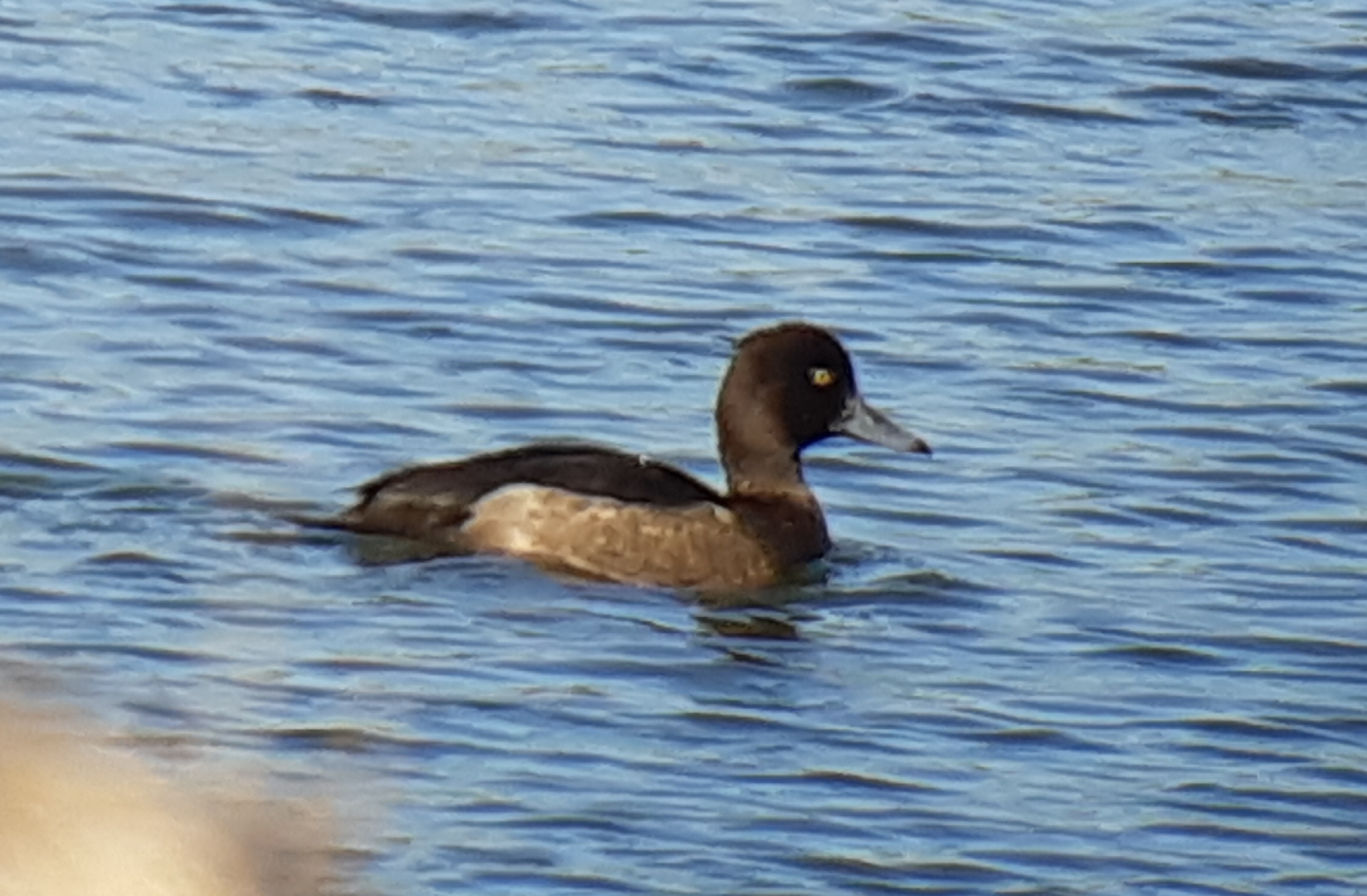 Tufted Duck