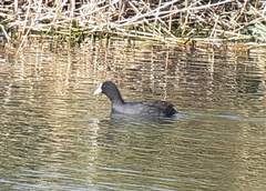 Fulica atra