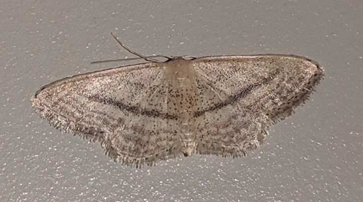 Idaea mediaria