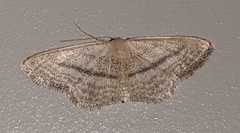 Idaea mediaria