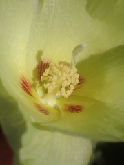 Gossypium davidsonii