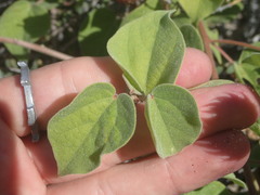 Gossypium davidsonii