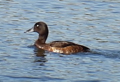 Aythya baeri