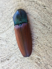 Chalcolepidius rubripennis