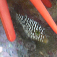 Canthigaster jactator