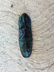 Chalcolepidius rubripennis