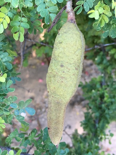 Dog Poop Bush