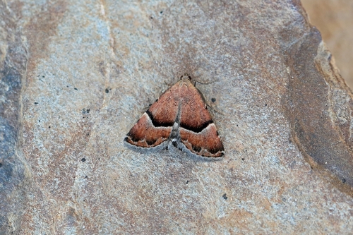 Odice pergrata