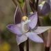 Thelymitra pallidifructus - Photo (c) Ralph Foster, some rights reserved (CC BY-NC), uploaded by Ralph Foster