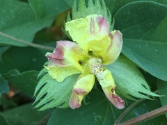 Gossypium davidsonii