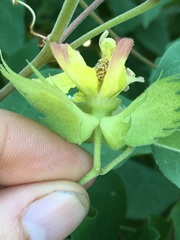 Gossypium davidsonii