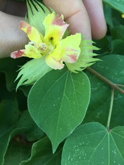 Gossypium davidsonii