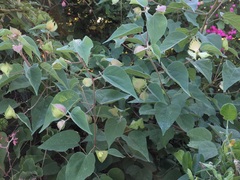 Gossypium davidsonii