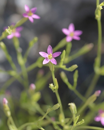Image of Zeltnera nudicaulis by (c) Fluff Berger, some rights reserved (CC BY-SA)