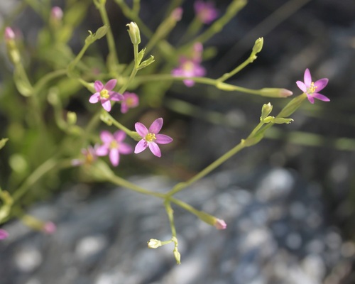 Image of Zeltnera nudicaulis by (c) Fluff Berger, some rights reserved (CC BY-SA)