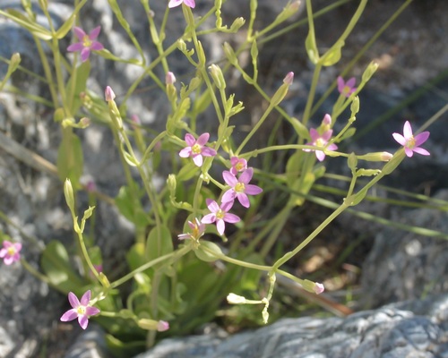 Image of Zeltnera nudicaulis by (c) Fluff Berger, some rights reserved (CC BY-SA)