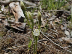 Thelymitra albiflora