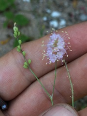 Boerhavia xantii