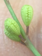 Boerhavia xantii