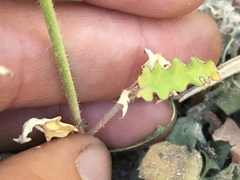 Boerhavia xantii