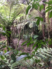 Freycinetia banksii