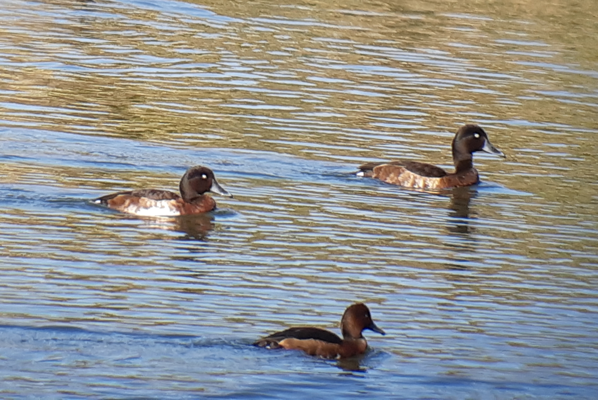 Baer's Pochard