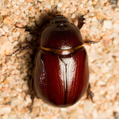 Oxygrylius peninsularis