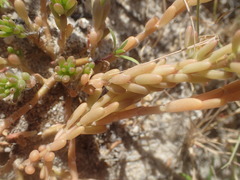 Portulaca californica