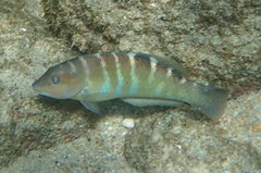 Halichoeres notospilus