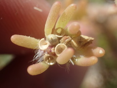 Portulaca californica